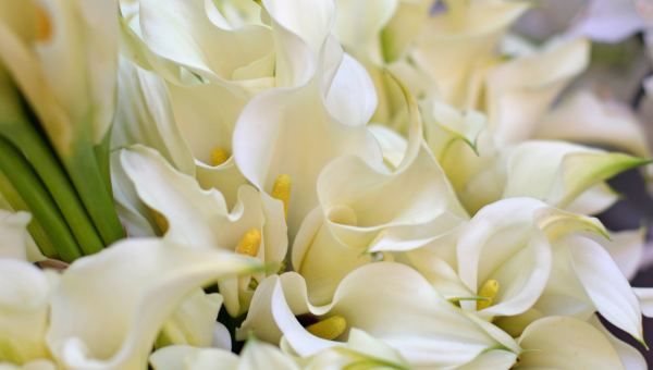 Lillies